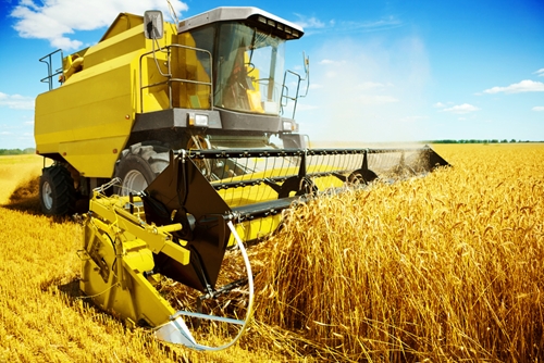 wheat Harvest Farm Image